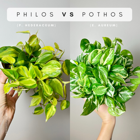 Philodendron VS Pothos: 6 ways to tell them apart