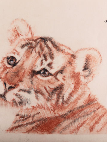 tigre bb