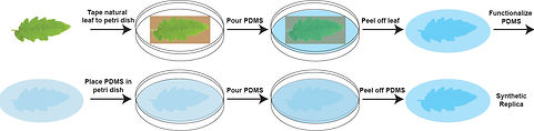 soft lithography for leaf surface microstructure replication