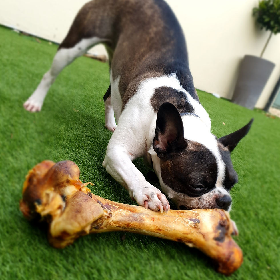 Thumbnail: Ultimate Ostrich "DINO" Bone.  Huge Safer Bone for Big Dogs