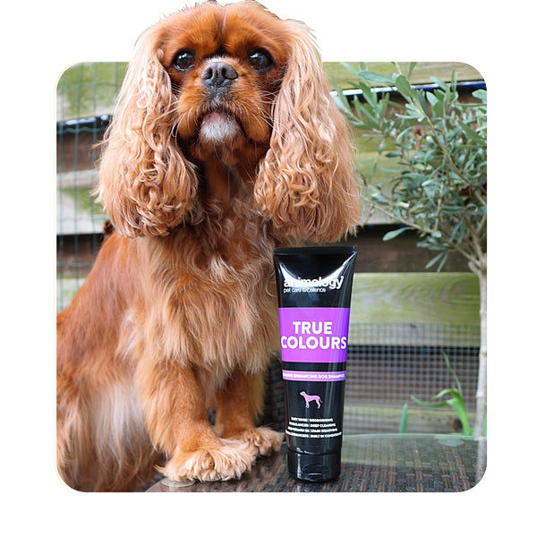 Thumbnail: Animology True Colours Dog Shampoo 250ml