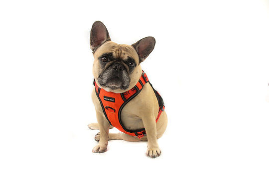 Monstar Wear - Orange Block Harness