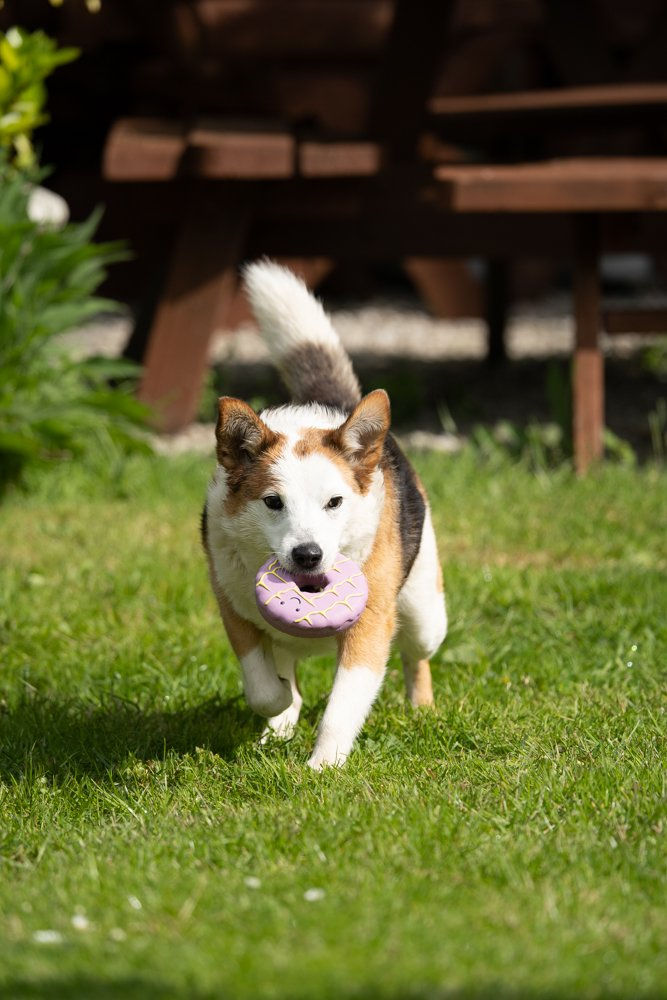 Thumbnail: ICED RING BISCUIT LATEX DOG TOY