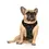 Thumbnail: Monstar Wear Orange Stars Black Harness