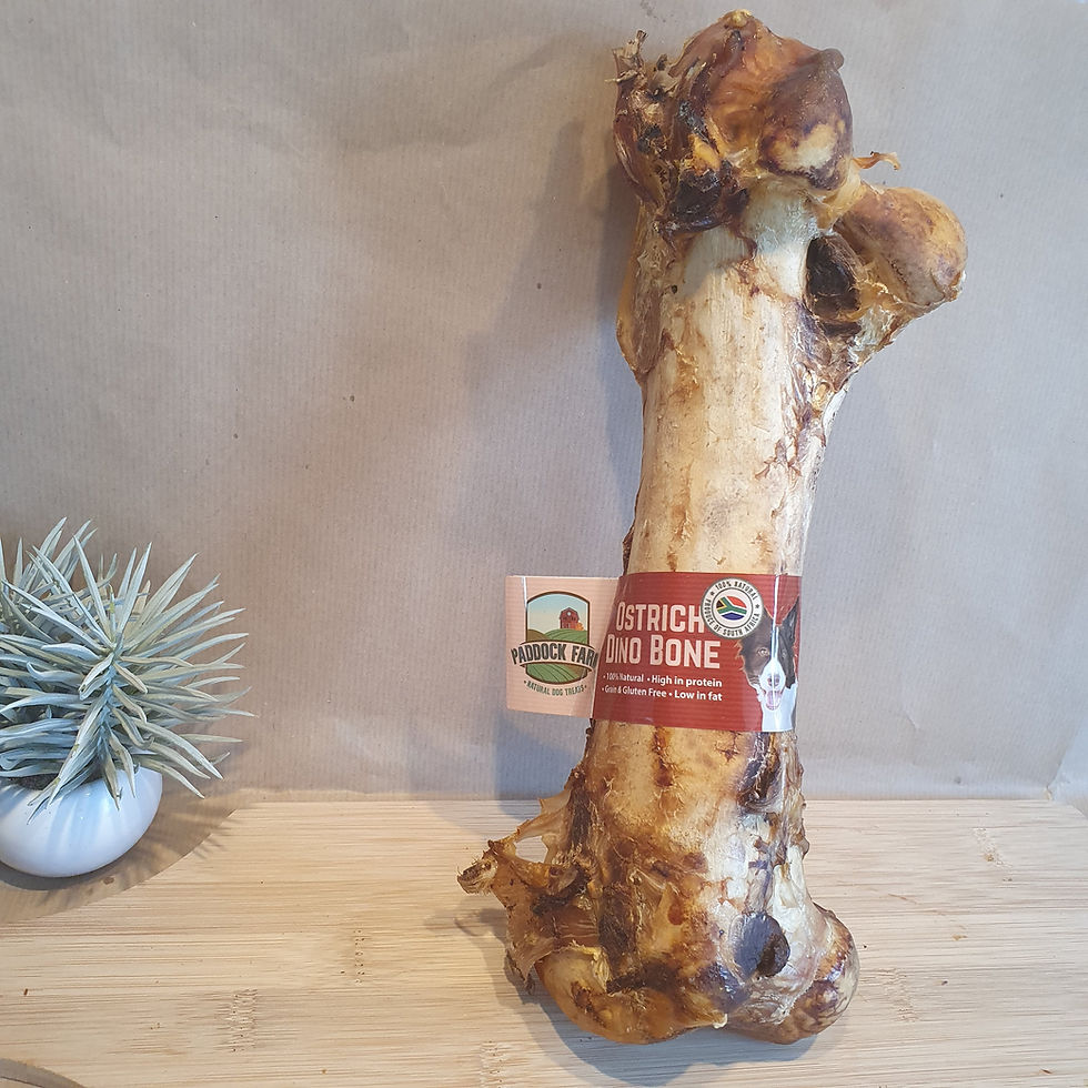 Thumbnail: Ultimate Ostrich "DINO" Bone.  Huge Safer Bone for Big Dogs