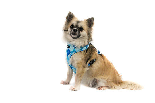 Thumbnail: Monstar Wear - Blue Golfing Harness