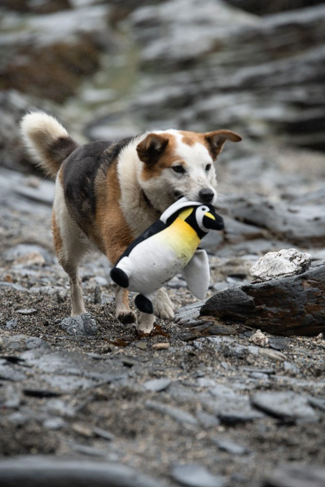 Thumbnail: PANUK PENGUIN PLUSH DOG TOY