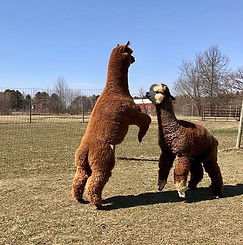 Jasper and Herkimer are jumping for joy