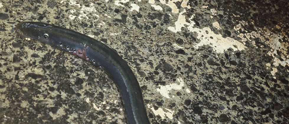 Lamprey_(Geotria_australis),_Northland.j