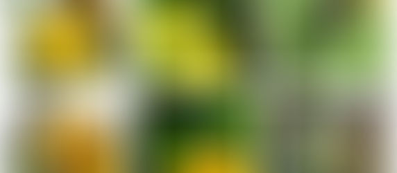 Diversidad de plantas y abejas