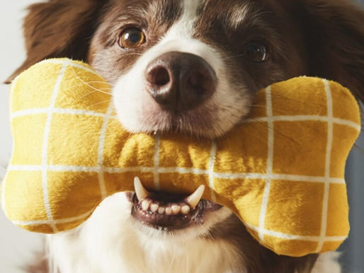 Innovation of the Day: Brands Branch into Pets: Three Crossover Categories to Watch