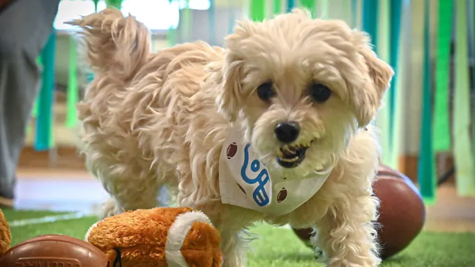 Entertainment: Puppy Bowl XXII: Comfort TV Wins the Big Game