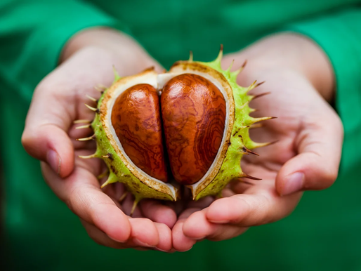 Food: “Nature’s Labubu”: When Gen Z Turns Conkers Into Clicks