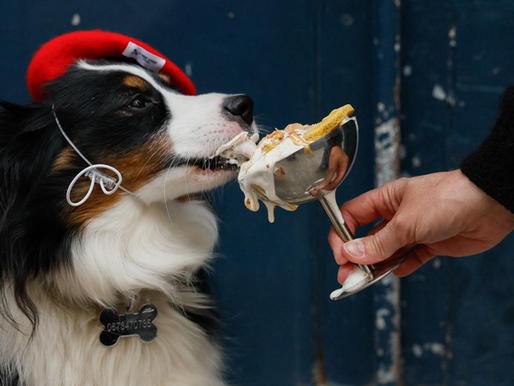 Luxury Pet Hospitality: Parisian Dog Cafés Are Turning Pet Parenting Into Lifestyle Culture