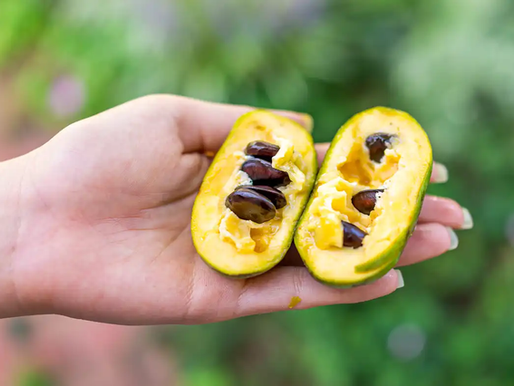 Food: The Pawpaw Resurgence: A Local Fruit's Rise in the Gourmet Market