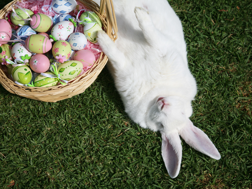 Insight of the Day: With Cocoa Prices High, Chocolate Will Be Expensive this Easter