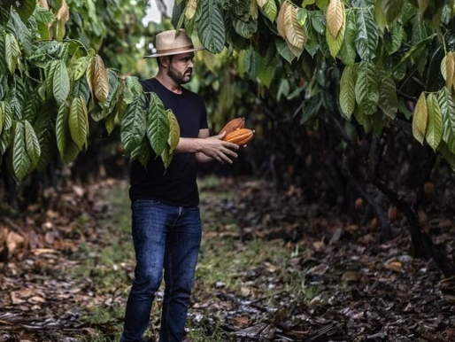 Insight of the Day: Record cocoa prices leave a bitter aftertaste for chocolatiers