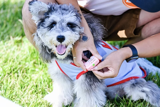 AI Pet Emotion Monitoring Culture: Smart Devices Are Turning Pets Into Connected Family Members