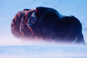 Musk Oxen: Sovereigns of the Arctic