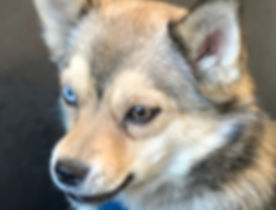 Tundra.jpg