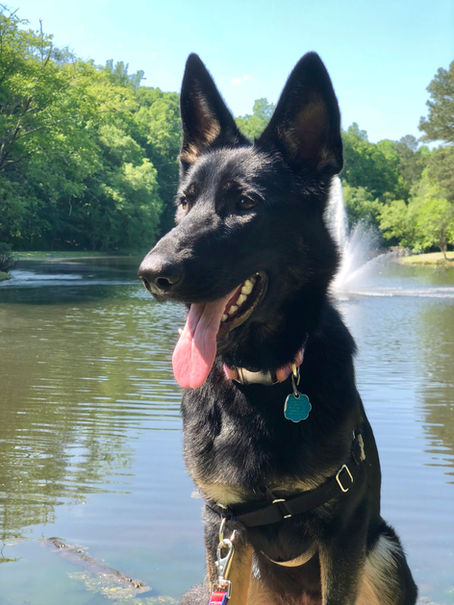 Lessons learned from a German Shepherd