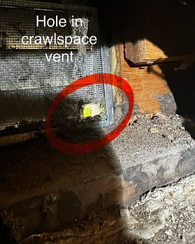 Rodent and wildlife exclusion, Snowmass Village, Colorado.