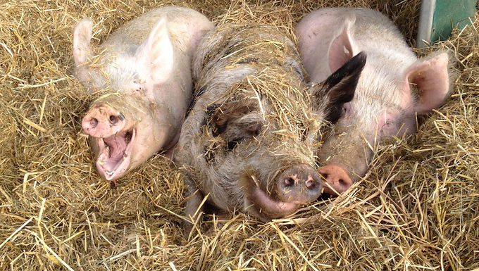 Beispielprojekt, so gehts...