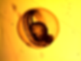 0107122940.tif