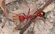 Red bullant.jpg