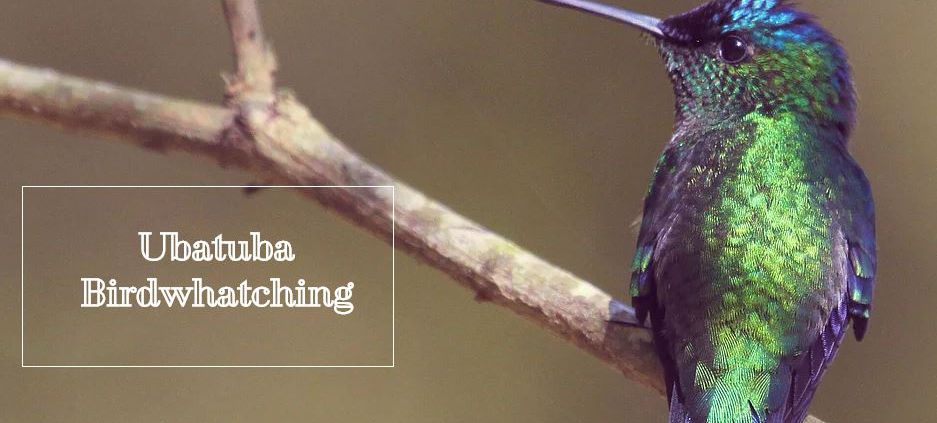 Ubatuba Bird whatching.JPG