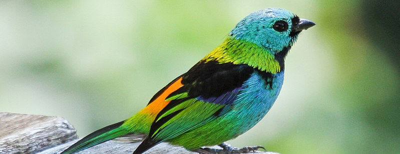 800px-Green-headed_Tanager_Ubatuba.jpg
