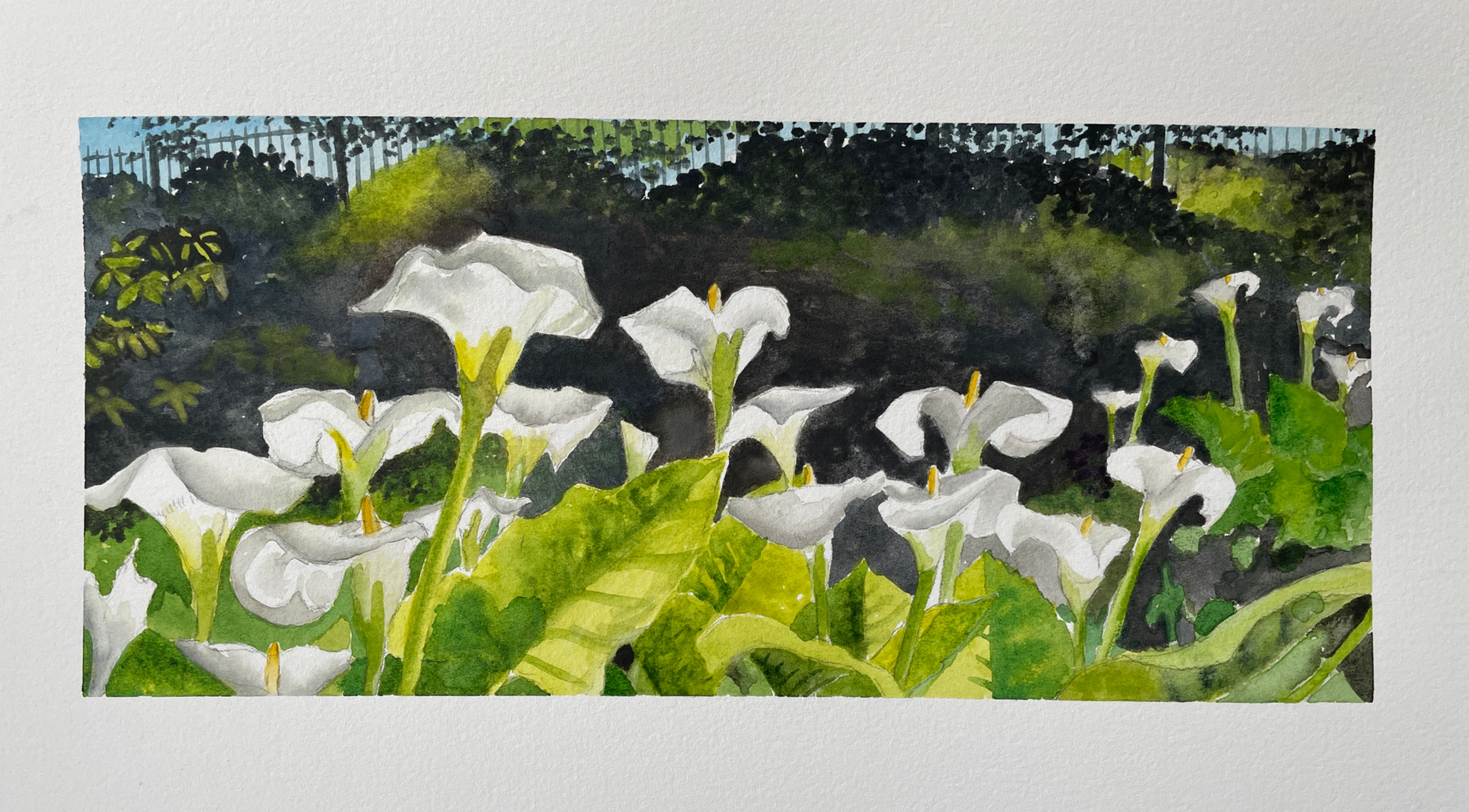at The Highlight Gallery: Calla Lilies, watercolor on paper