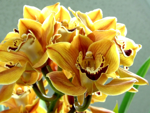 The golden flowers of Light Matsumoto earned the Grand Champion title this year.
