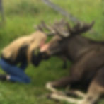 Moose garden, kiss a moose