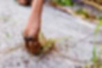 Moose hoof
