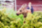 Moose garden, mingle with moose