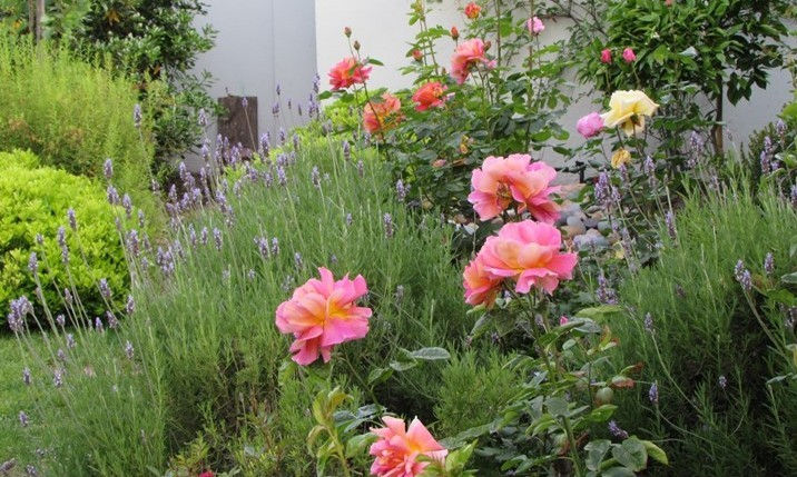 Jardín de rosas   Vitacura