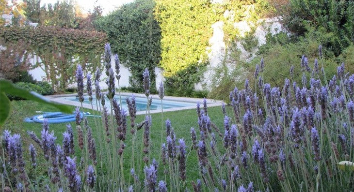 Piscina - Lavandas