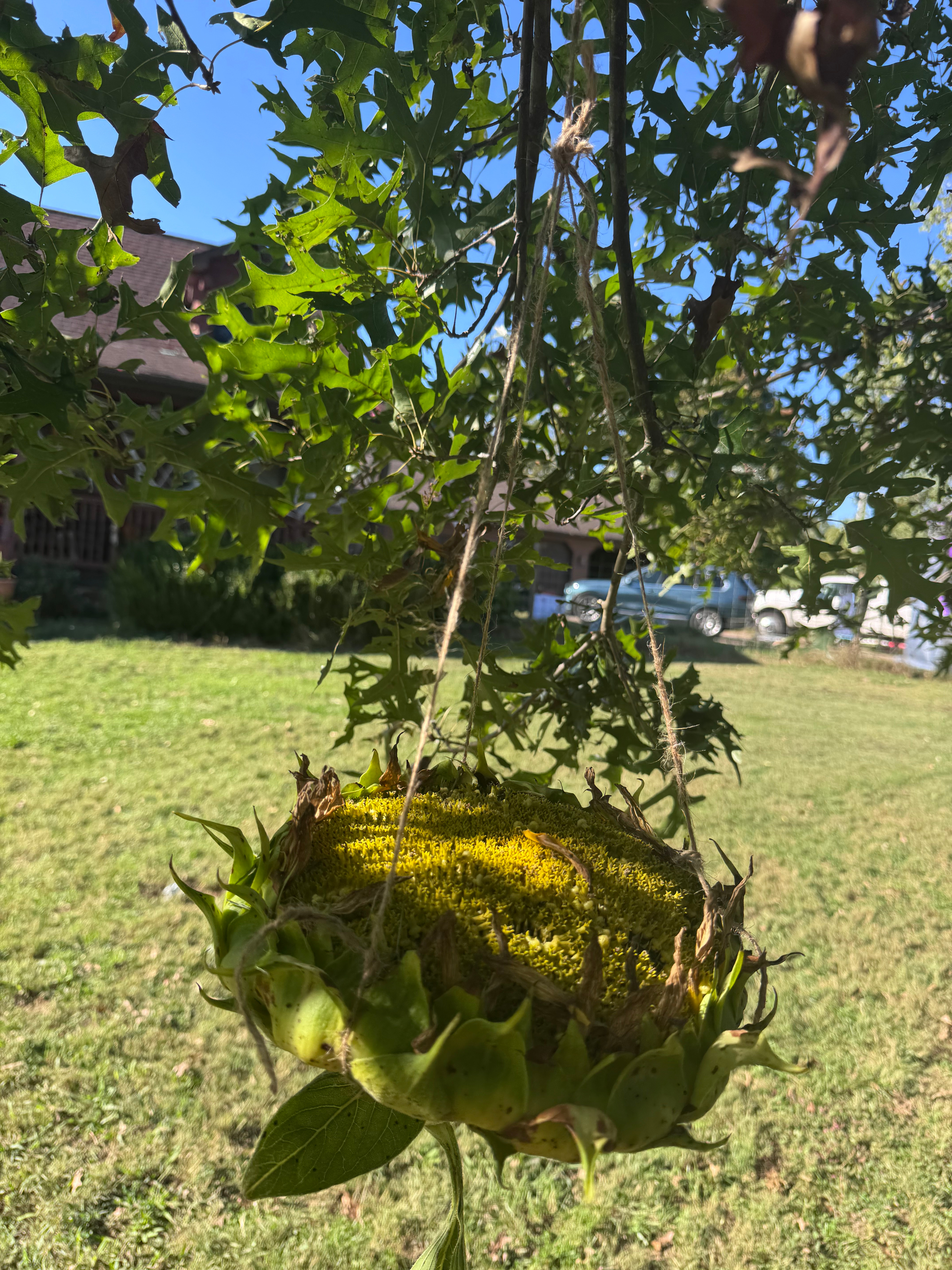 Sunflower Bird Feeder