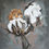 Thumbnail: Cotton Climber