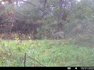 Pas dans le bonne arbre ce matin