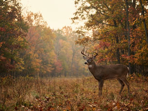 La nature décide toujours : l’histoire improbable du cerf de Virginie en Finlande