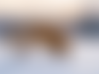 Le renard : un allié silencieux qu'on sous-estime