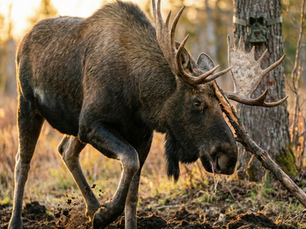 Caméras de surveillance : l’outil qui a changé la chasse moderne