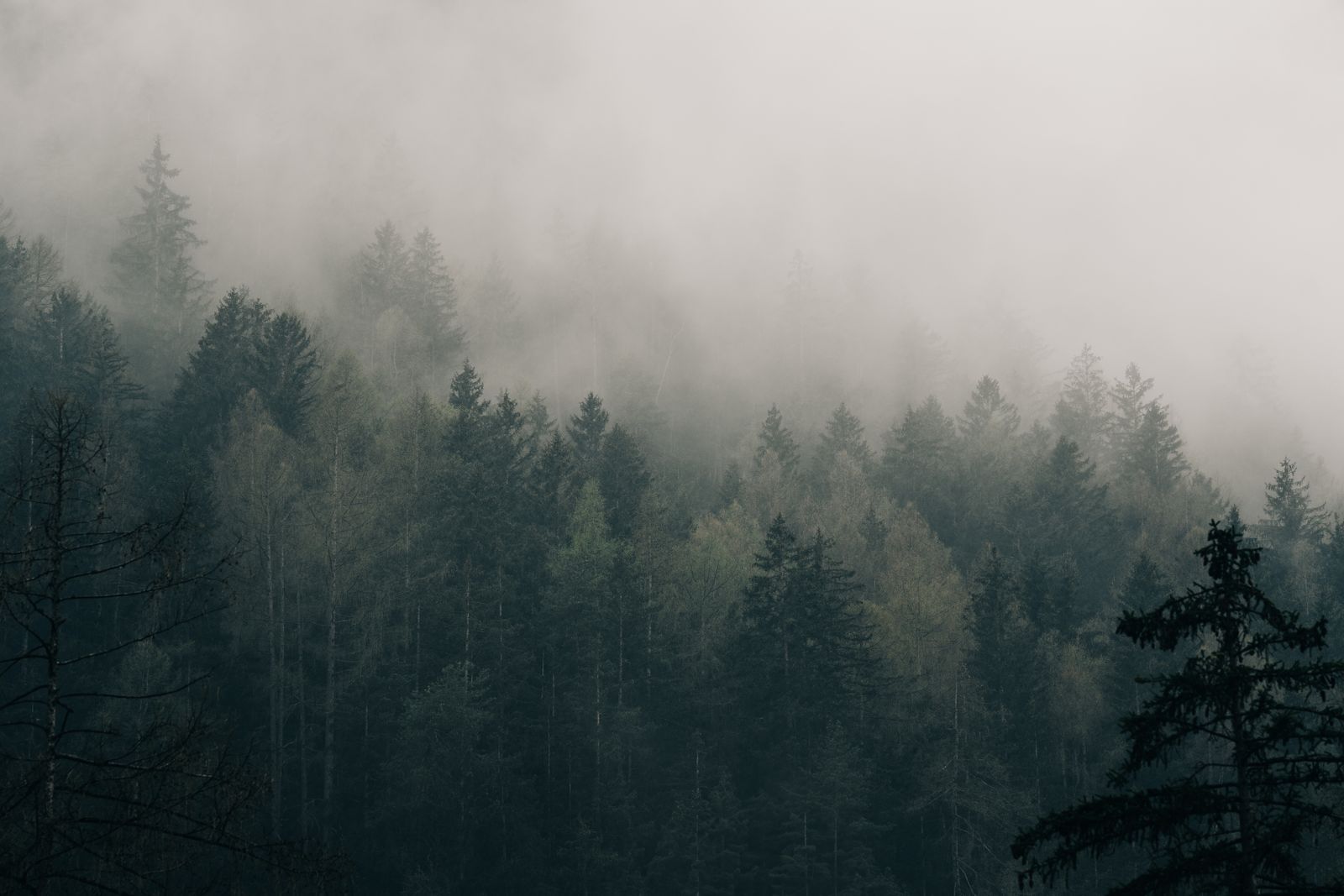 Chasse au chevreuil : ces conditions météo que trop de chasseurs sous-estiment!