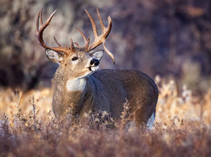 Impossible de savoir par les traces si c'est un "buck" ou une femelle? Mythes ou vérité ?