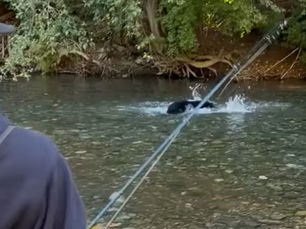 Video incroyable - un ours attaque une capture