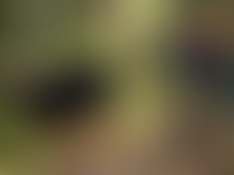 LA loi la plus puissante de la nature : les mamans ours?