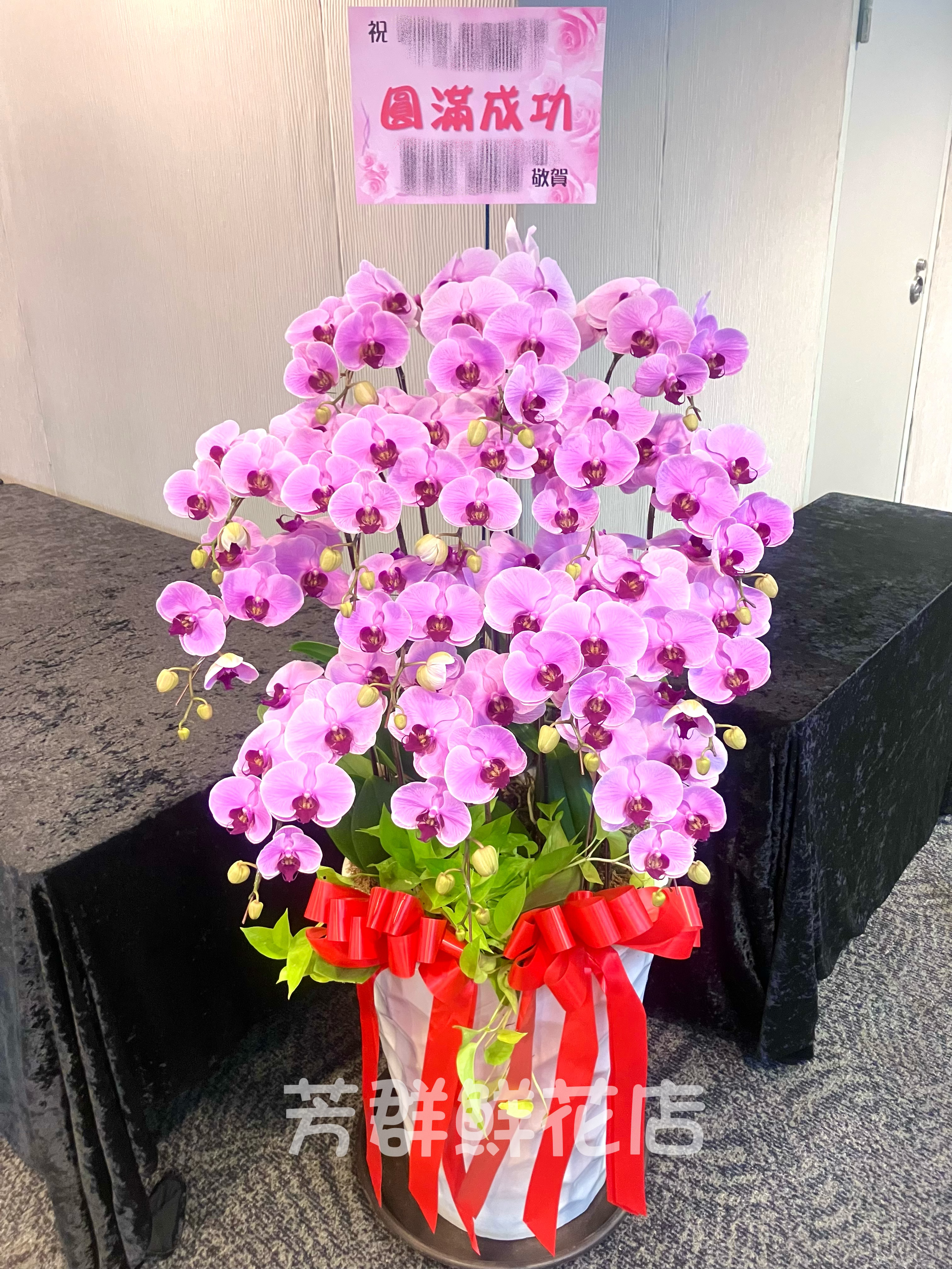 落地型蝴蝶蘭15株C23