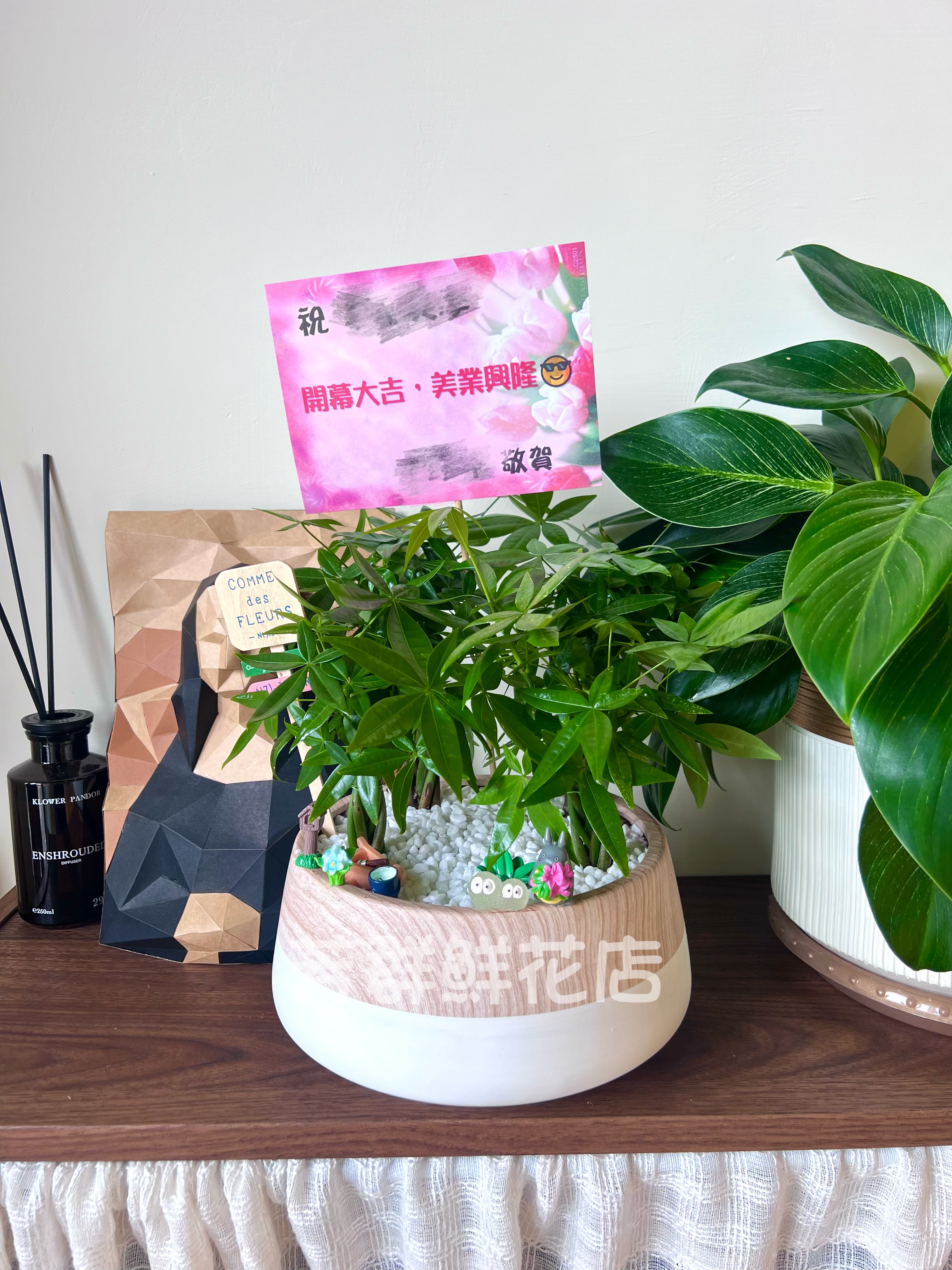 桌上型發財樹盆栽B10